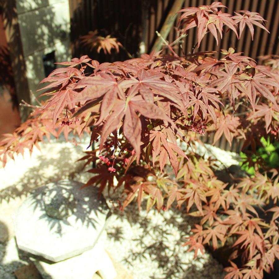 Guest House Koto Fushimi Inari Kyoto Exterior foto